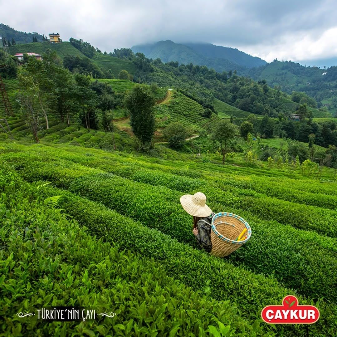 ÇAYKUR Çay Çiçeği Türkischer Schwarzer Tee, Tomurcuk Golden Buds Mischung, Natürlich Aromatischer Loser Tee, Leuchtend Rote Farbe, 2er pack 500g